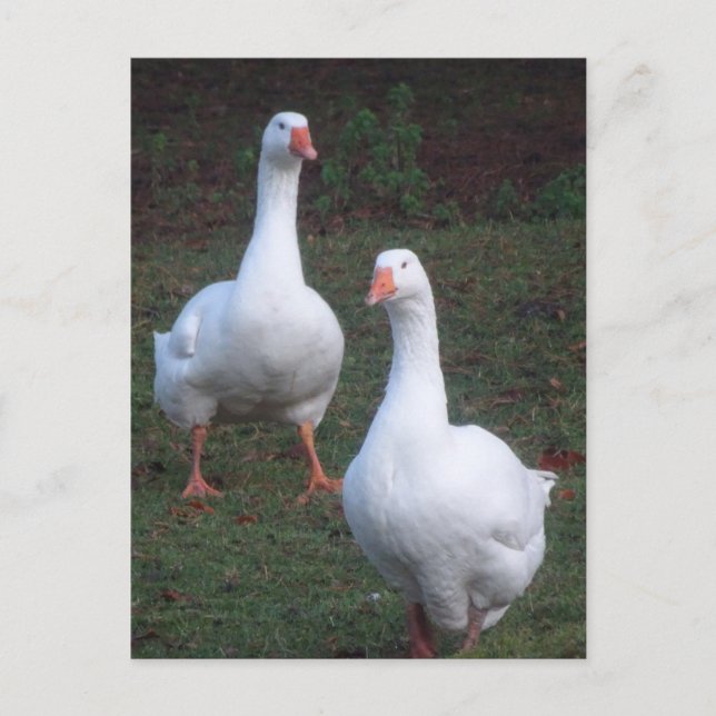 Carte postale do-it-yourself Oies blanches (Devant)
