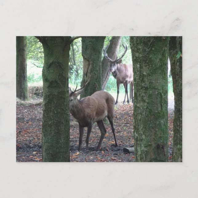 Carte postale do-it-yourself Red Deer (Devant)