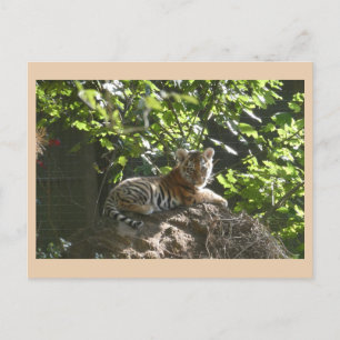Carte postale do-it-yourself tigre pour bébé migno