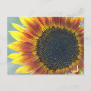 Carte postale do-it-yourself tournesol orange jaun