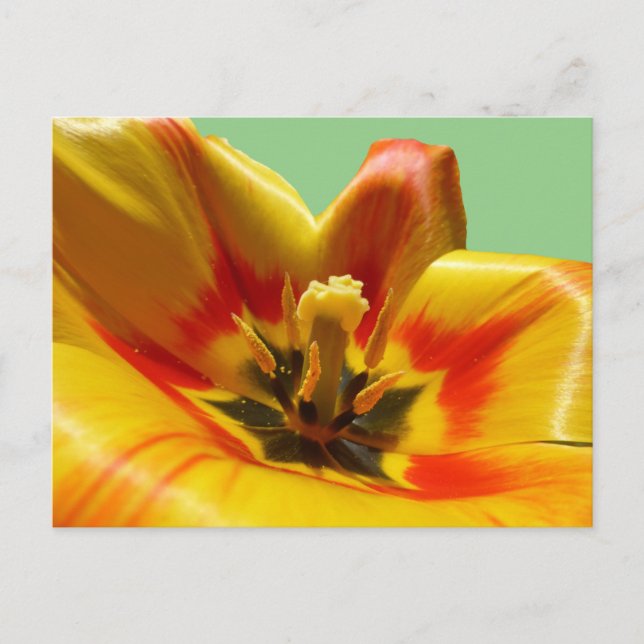 Carte postale do-it-yourself Tulipe orange jaune (Devant)