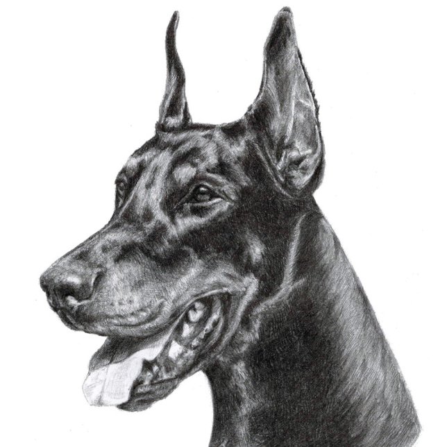 Carte Postale Doberman (Doberman Pencil Drawing
)