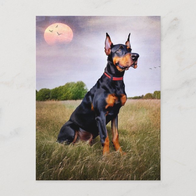 Carte Postale Doberman Pinscher (Devant)
