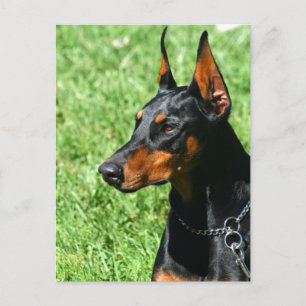 Carte postale Doberman Pinscher
