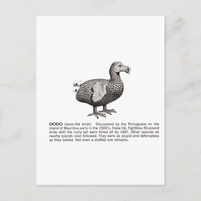 Carte Postale dodo (Devant)