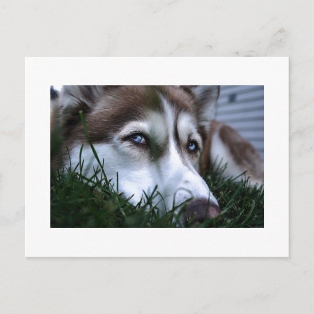 Carte Postale dog (Devant)