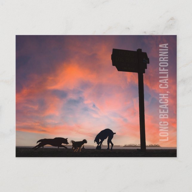 Carte Postale Dog Beach at Sunset - Long Beach, Californie (Devant)