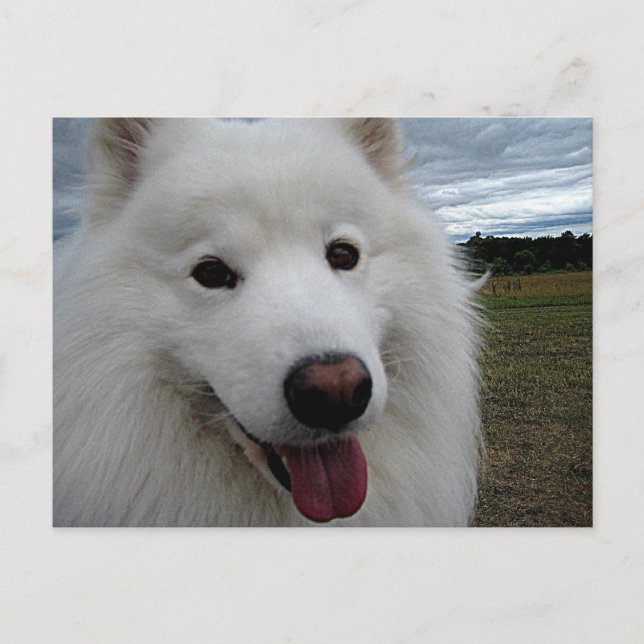 Carte Postale Dog Park Samoyed (Devant)