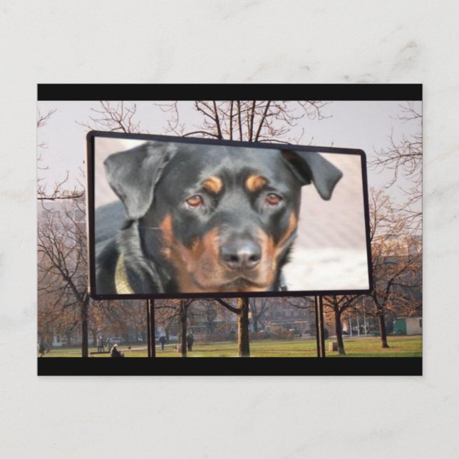 Carte postale Dog Rottweiler (Devant)