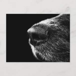 Carte postale Dog Sniffer