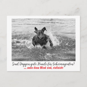 Carte Postale Dogge : le chien pour les agents secrets