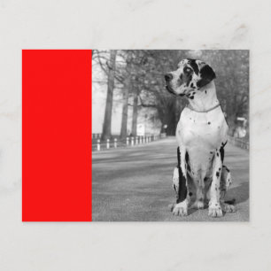 Carte Postale Doggenhaus