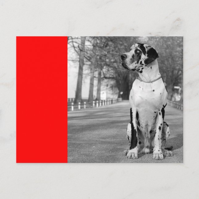 Carte Postale Doggenhaus (Devant)