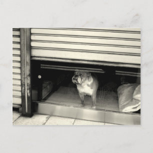 Carte Postale Doggie dans la fenêtre