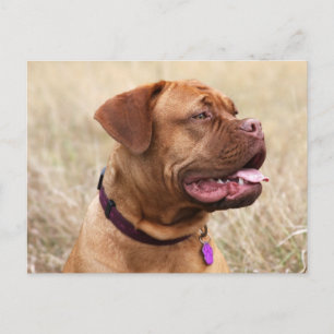 Carte Postale dogue de bordeaux