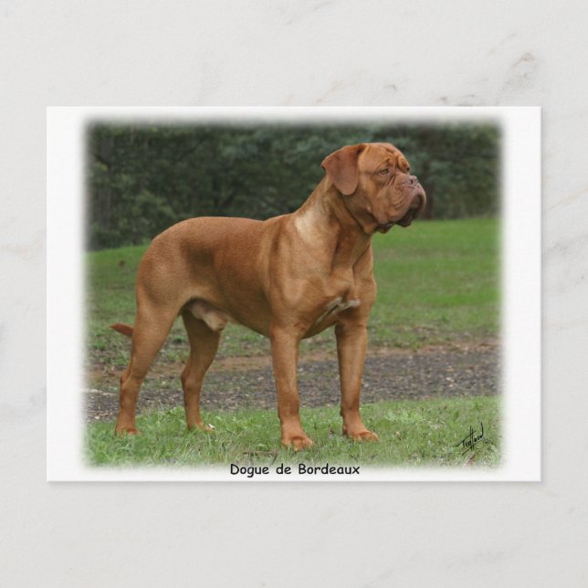 Carte Postale Dogue de Bordeaux 9Y201D-159 (Devant)