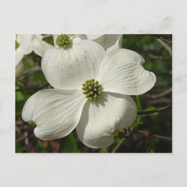 Carte postale Dogwood (Devant)