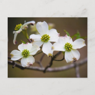 Carte Postale Dogwood