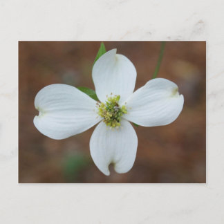 Carte Postale Dogwood Bloom