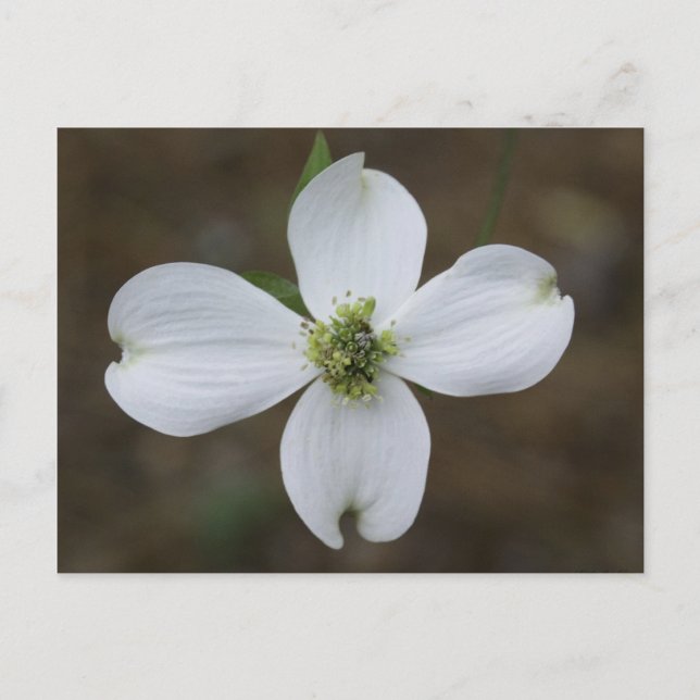 Carte Postale Dogwood Bloom (Devant)