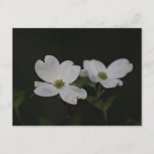 Carte postale Dogwood Blossom