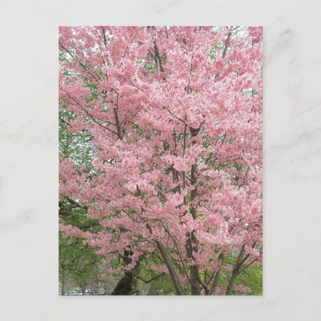 Carte Postale Dogwood rose (Devant)