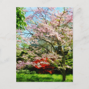 Carte Postale Dogwood rose