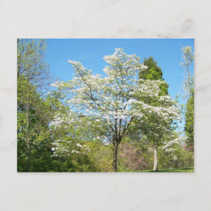 Carte Postale Dogwoods