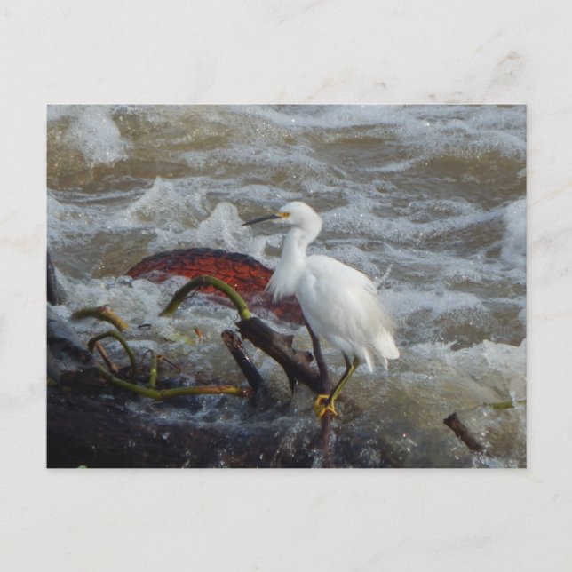 CARTE POSTALE D'OISEAU CARRIBÈRE N° 1 (Devant)