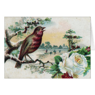 Carte postale d'oiseaux 1908