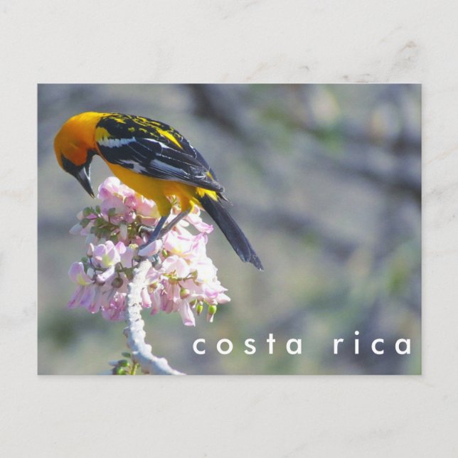 Carte postale d'oiseaux du Costa Rica (Devant)