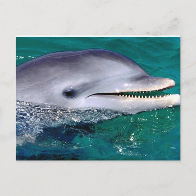 Carte Postale dolfijn (Devant)