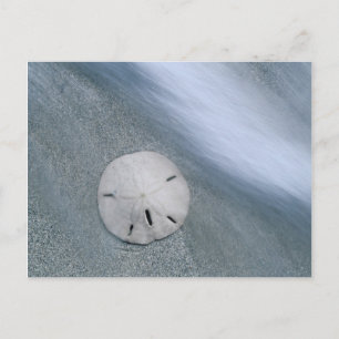 Carte Postale Dollar de sable sur la plage   Île de Sanibel, Flo