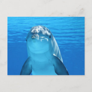 Carte postale Dolphin