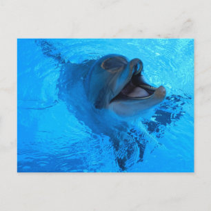 Carte postale Dolphin