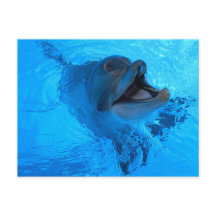 Carte postale Dolphin