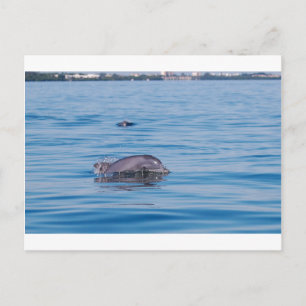 Carte postale Dolphin