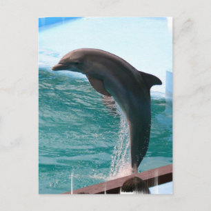Carte postale Dolphin