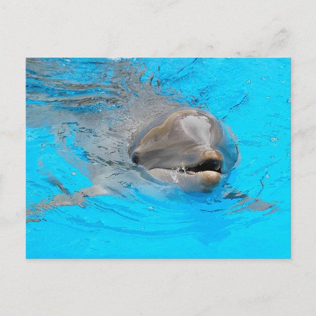Carte postale Dolphin (Devant)