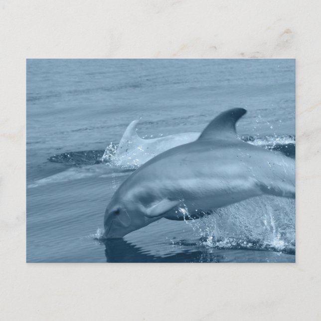 Carte postale Dolphin de plongée (Devant)