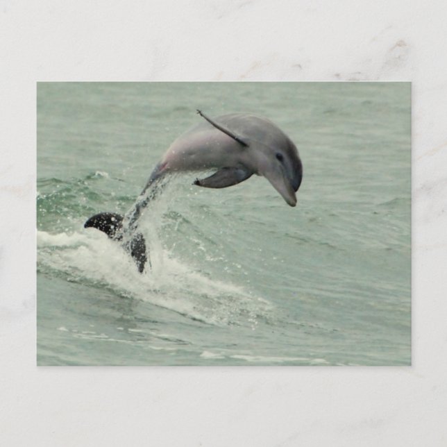 Carte postale Dolphin personnalisable (Devant)