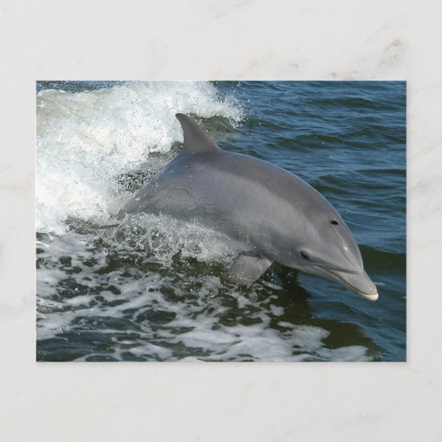 Carte postale Dolphin sauvage (Devant)