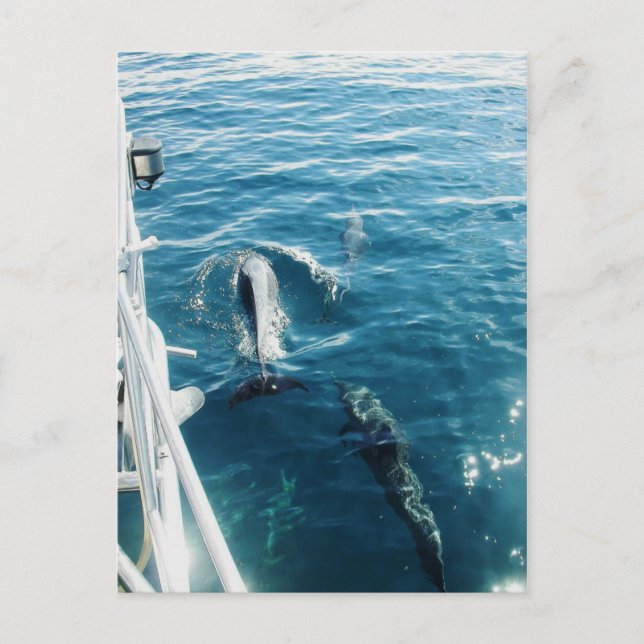Carte Postale Dolphins Bowride (Devant)