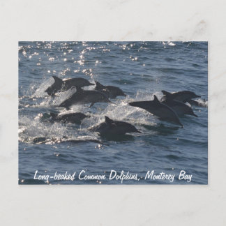 Carte postale Dolphins communs à long bec