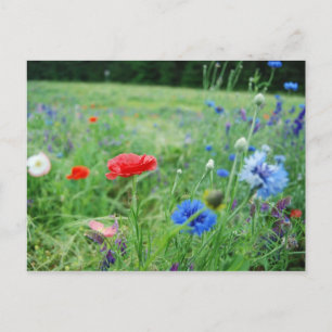 Carte Postale domaine fleur sauvage