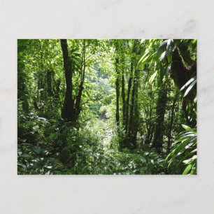 Carte Postale Dominicain Forêt de pluie II Vert tropical