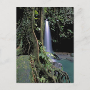 Carte Postale Dominique, Piscine d'émeraude, Cascade.