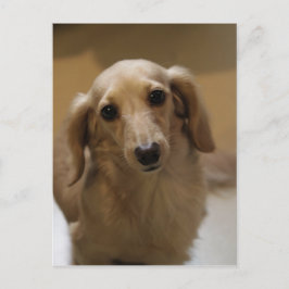 Carte Postale Donc mignon Dachschund Puppy