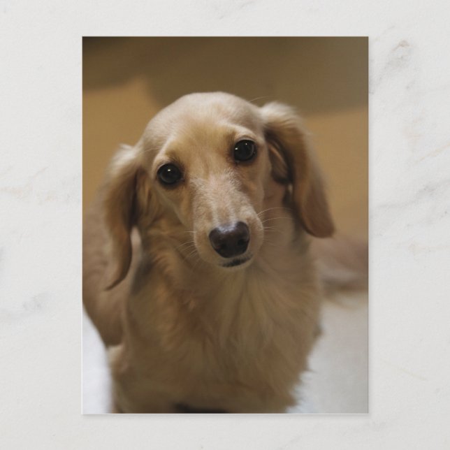 Carte Postale Donc mignon Dachschund Puppy (Devant)