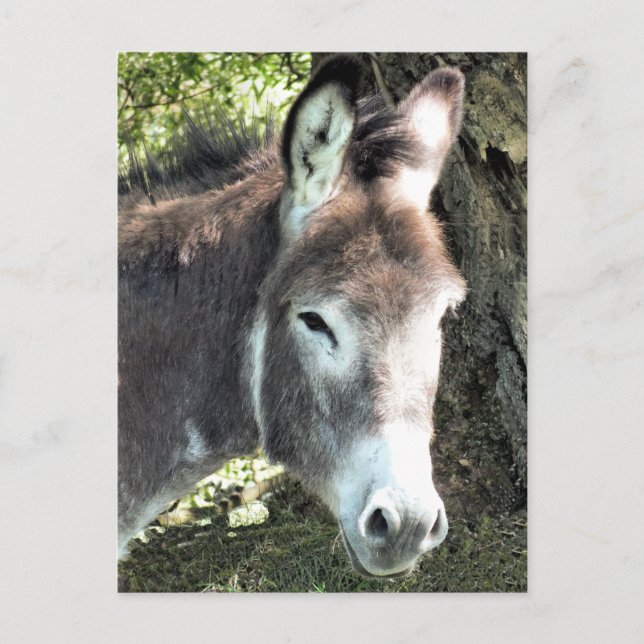 CARTE POSTALE DONKEY (Devant)